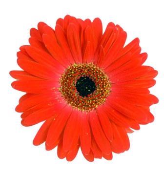 /images/flower.jpg